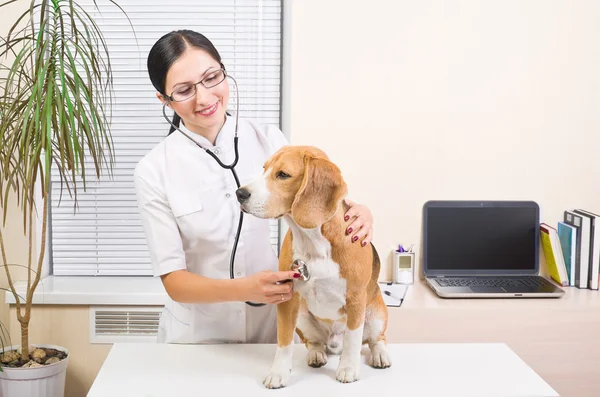 Dierenarts luistert naar een stethoscoop hond van het RAS voor beagle — Stockfoto