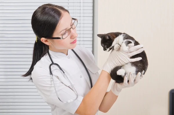 Veterinario sosteniendo un gatito y lo examina — Foto de Stock