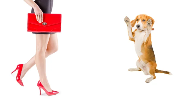 Hond bewonderen de schoonheid van de vrouwelijke benen — Stockfoto