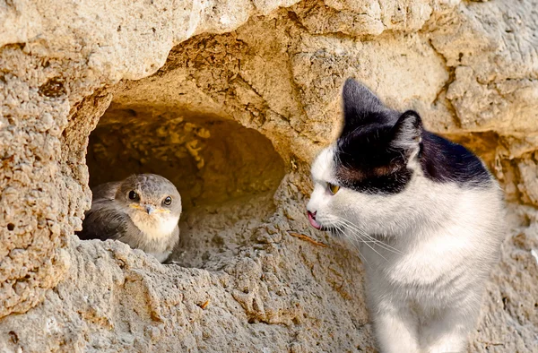 Gato caça em um pássaro no ninho — Fotografia de Stock