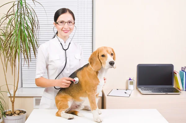 Veterinären lyssnar med ett stetoskop för beagle — Stockfoto