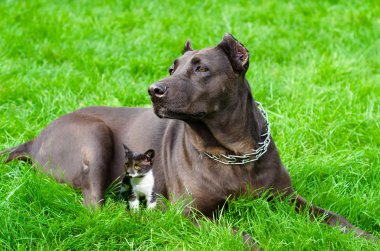 Dog with a kitten lying on the grass clipart