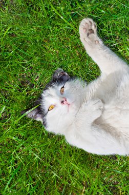 kedi sırtında çim üzerinde yalan