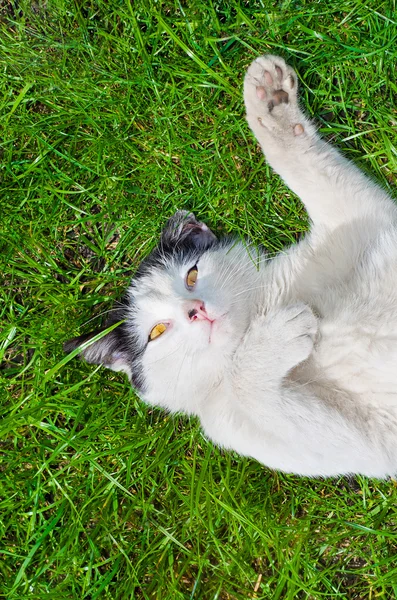 Kedi sırtında çim üzerinde yalan — Stok fotoğraf