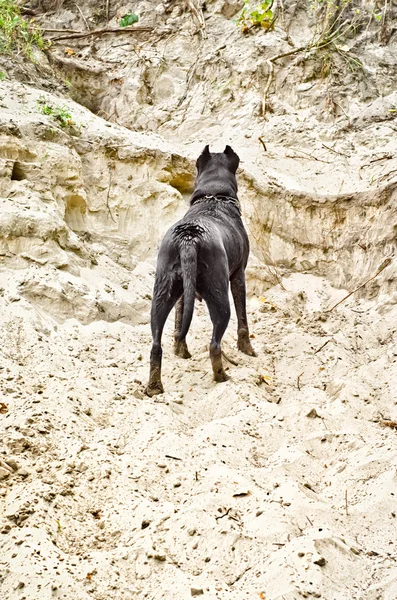 Perro parado en el acantilado arenoso —  Fotos de Stock