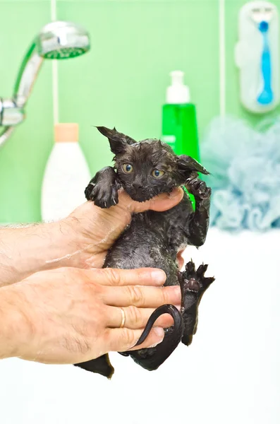 Sevimli küçük siyah yavru kedi banyo — Stok fotoğraf