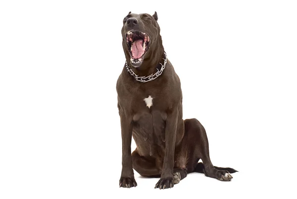 Porträtt av en gapande staffordshire terrier — Stockfoto