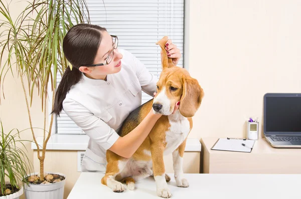 Veterinário examina orelhas do cão de raça beagle — Fotografia de Stock