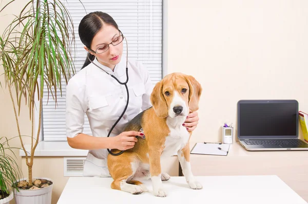 Vet listens a dog stethoscope — Stock Photo, Image