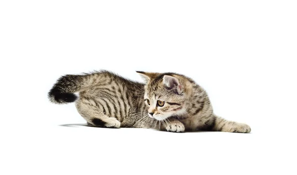 Scottish Straight breed kitten hunts for his tail — Stock Photo, Image