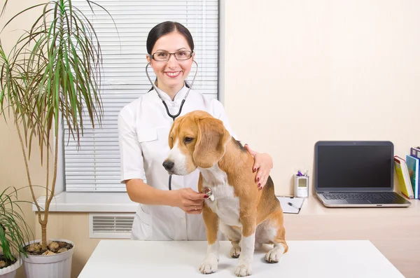 Veterinaria escucha a un perro — Foto de Stock