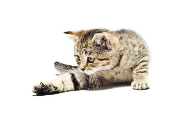 Gatinho brincalhão Escocês Direto isolado no fundo branco — Fotografia de Stock