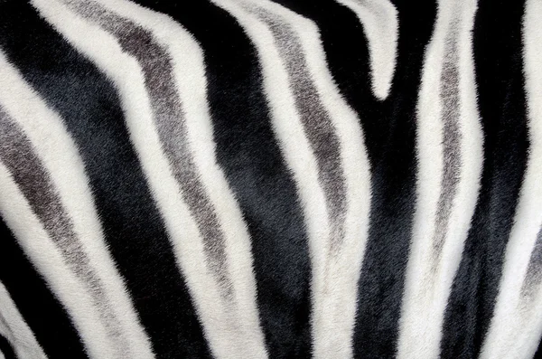 Die Struktur der Zebrahaut — Stockfoto