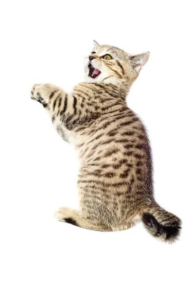 Hravé kotě skotský rovný — Stock fotografie