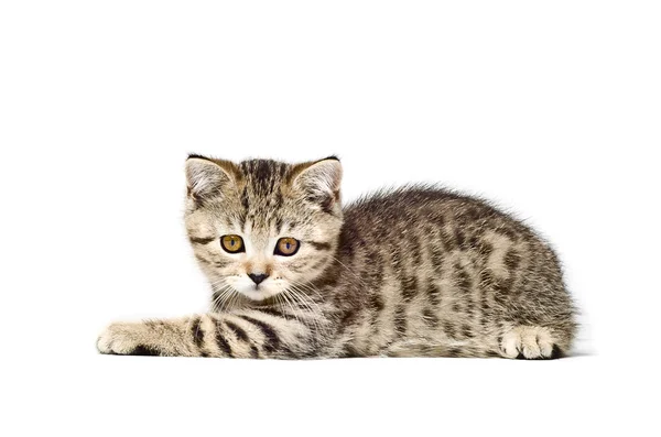 Scottish Straight kitten — Stock Photo, Image