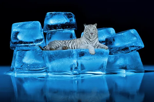 Tigre branco de Bengala deitado em cubos de gelo azuis — Fotografia de Stock