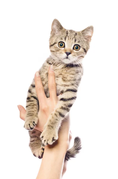 Gatinho escocês Em linha reta em mãos femininas — Fotografia de Stock