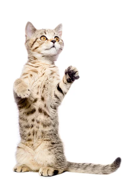 Attractive kitten Scottish Straight standing on his hind legs — Stock Photo, Image