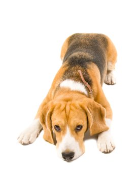itaatkâr beagle köpek