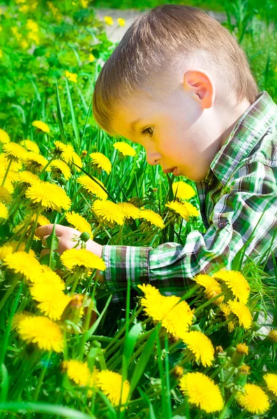 민들레로 둘러싸인 풀밭에 아름 다운 소년 — 스톡 사진