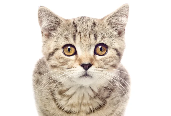 Ritratto di un simpatico gattino Scottish Straight primo piano — Foto Stock