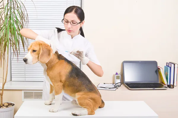 Il veterinario fa un'iniezione di razza di cane di beagle — Foto Stock