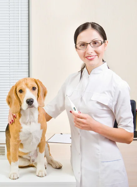 Tierarzt misst die Körpertemperatur eines Hundes — Stockfoto