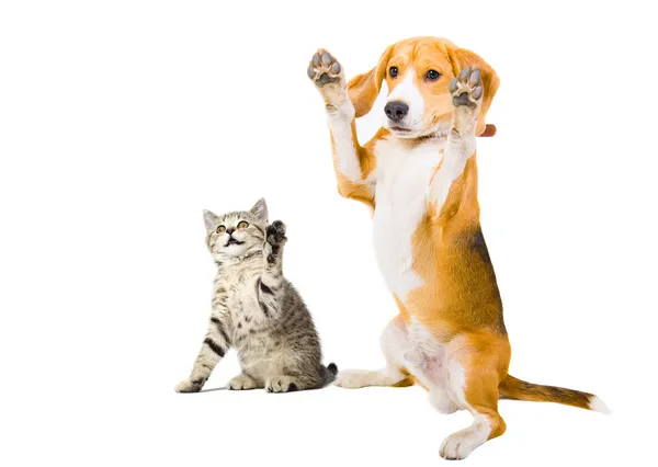 Portret van een kitten en hond — Stockfoto