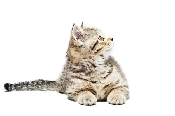 Scottish Straight  kitten — Stock Photo, Image