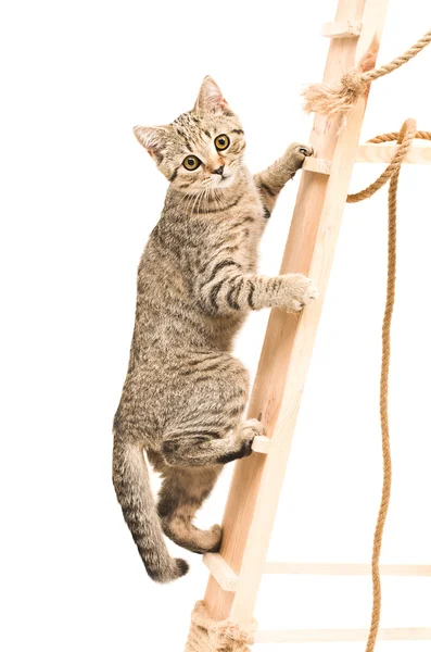 Kitten Scottish Straight climbing the stairs — Stock Photo, Image