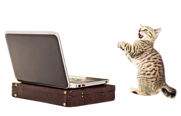 Amazed kitten before a laptop — Stock Photo, Image
