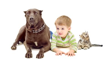 köpek, çocuk ve yavru kedi