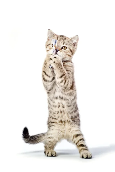 Bonito gatinho escocês em linha reta jogando — Fotografia de Stock