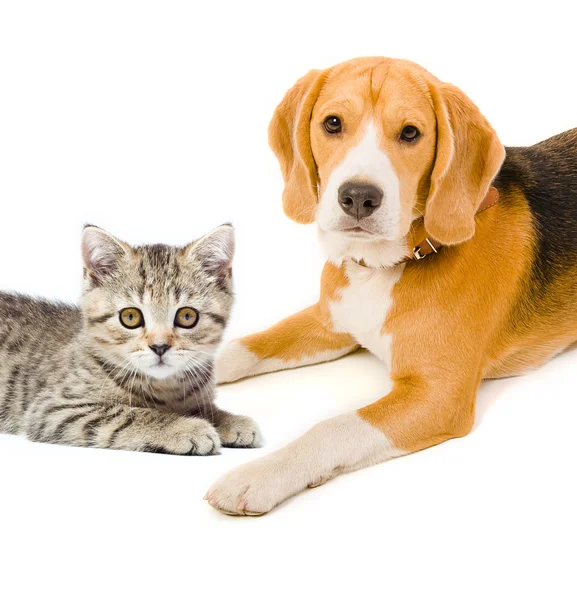 Kotě skotská rovně a beagle pes — Stock fotografie