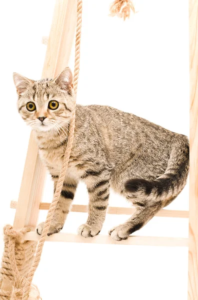 Cute kitten Scottish Straight — Stock Photo, Image