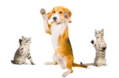 komik fotoğraf köpek iki saldırganlar kedi teslim oldu.
