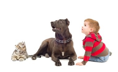 Tanrım, köpek ve birlikte seyir kedicik