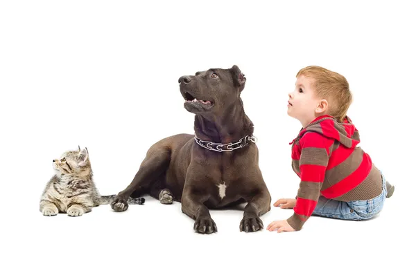 Rapaz, cão e gatinho juntos olhando para cima — Fotografia de Stock