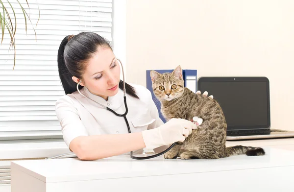 Veterináře naslouchá kotě skotský rovný — Stock fotografie