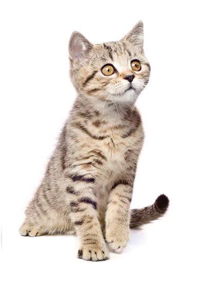Portrait of a curious kitten Scottish Straight. — Stock Photo, Image
