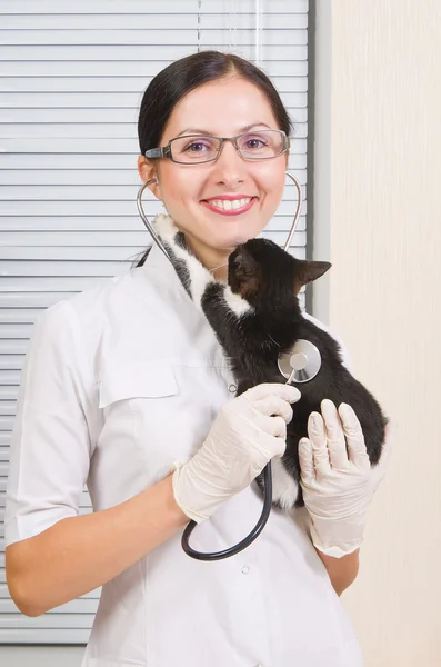 Kotě veterinář polibky při poslechu — Stock fotografie