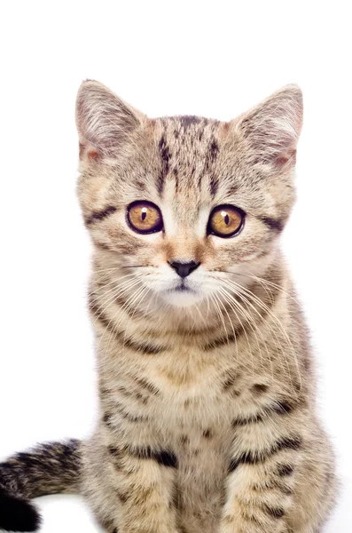 Портрет кошеня кішки сіамські — стокове фото