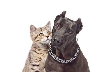 Portrait of a dog and a kitten huddled together clipart
