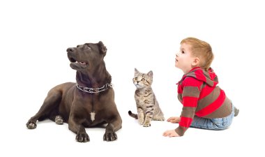 Tanrım, köpek ve birlikte oturan kedicik
