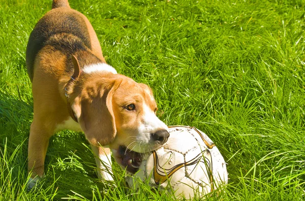 Beagle köpek top oynarken — Stok fotoğraf