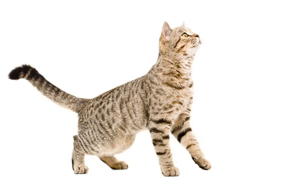 Curious cat Scottish Straight — Stock Photo, Image