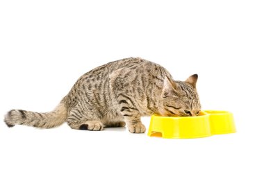 yeme kedi İskoç düz