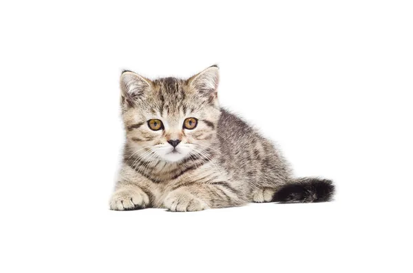 Kucing cantik Skotlandia Lurus — Stok Foto