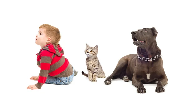 Junge, Kätzchen und Hund schauen auf — Stockfoto