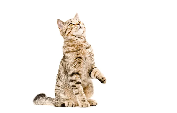 Young cat Scottish Straight  looking up — Stock Photo, Image